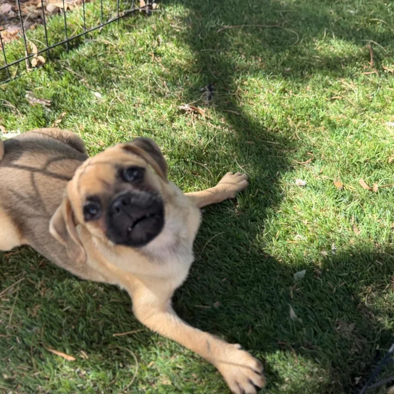 A baby small-sized male Pug dog named Dallas for adoption in Phoenix, AZ