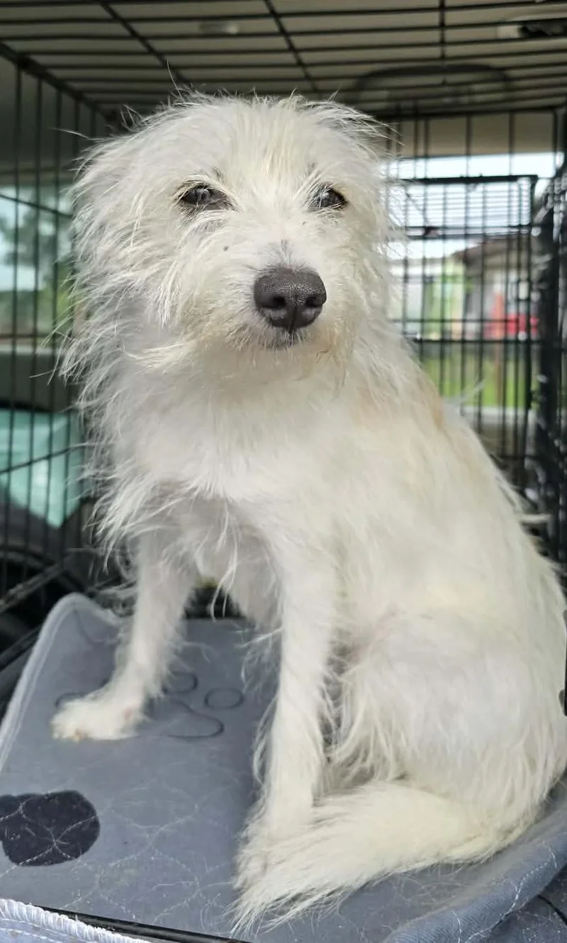 A young small-sized female White / Cream West Highland White Terrier / Westie dog named Millie for adoption in Southlake, TX