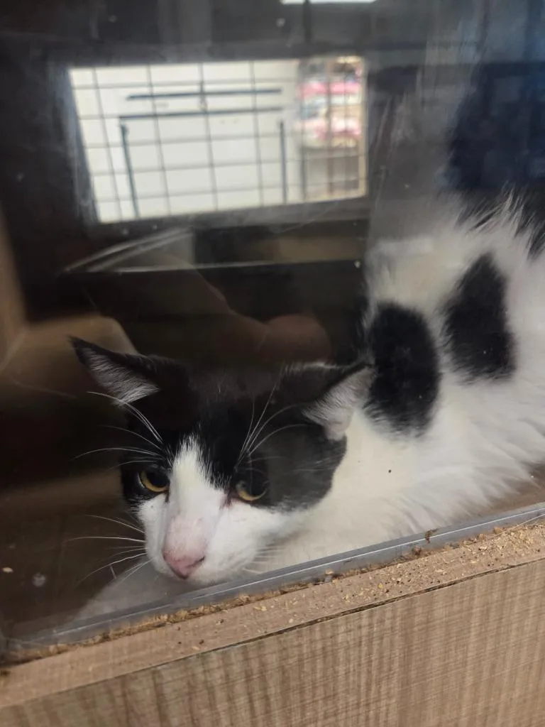 A baby small-sized male Domestic Short Hair cat named Domino for adoption in Bossier City, LA