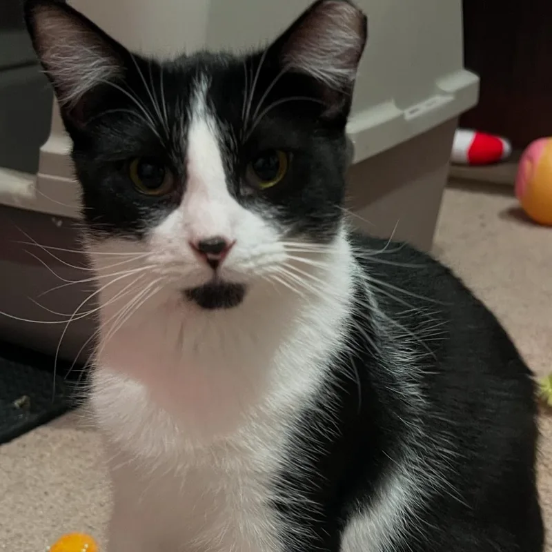A young medium-sized female Black & White / Tuxedo Extra-Toes Cat / Hemingway Polydactyl cat named Tweetie for adoption in Blaine, MN