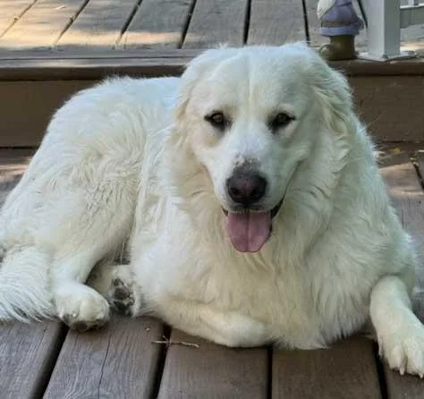 An adult large-sized female White / Cream Great Pyrenees dog named Ella for adoption in White Bear Lake, MN