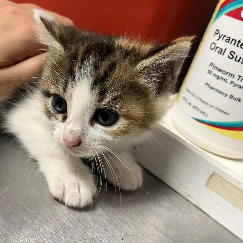 A baby small-sized female Calico Domestic Short Hair cat named Golden for adoption in Chattanooga, TN
