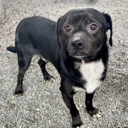 A young small-sized male Chihuahua dog named Cosmo for adoption in Oakland, CA