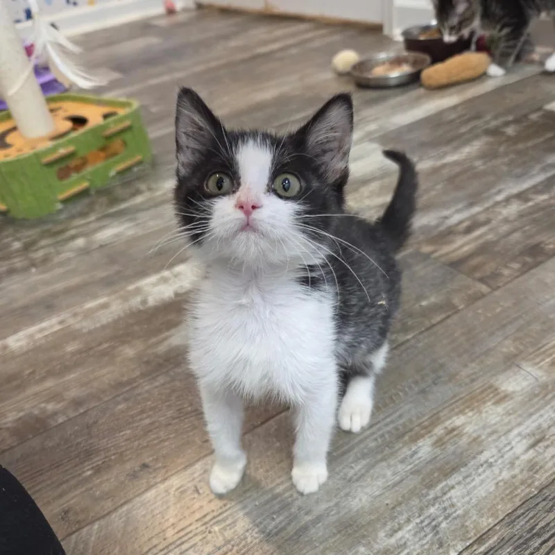 A baby small-sized female White Domestic Short Hair cat named Babbity Rabbity for adoption in Fredericksburg, VA