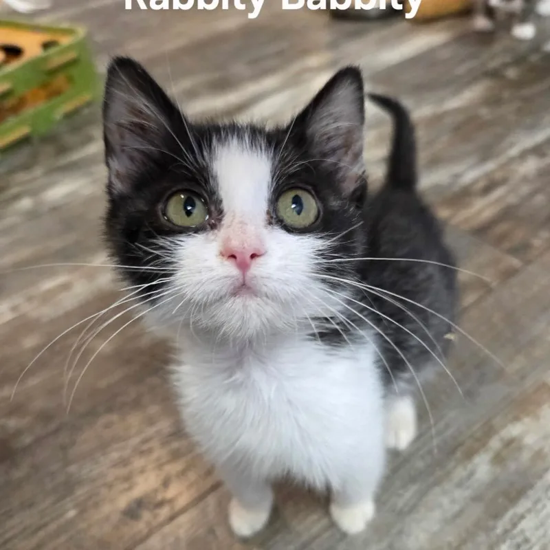 Babbity Rabbity thumbnail 3