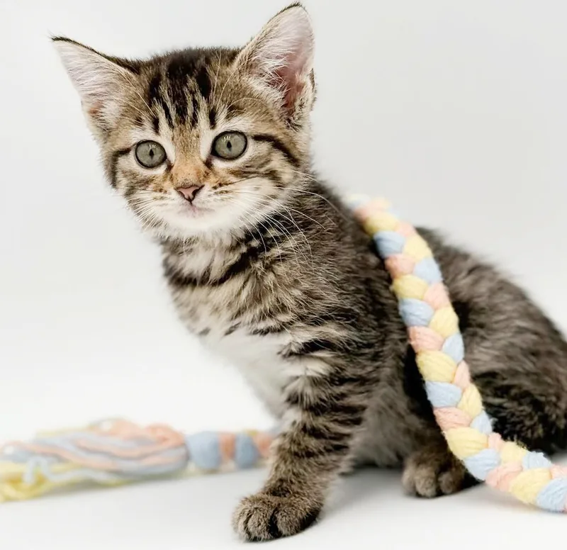 A baby small-sized female Tabby (Brown / Chocolate) Bengal cat named May might be tiny for adoption in Bedford Hills, NY