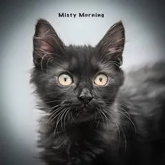 A baby medium-sized female Domestic Long Hair cat named Misty Morning for adoption in Davis, CA