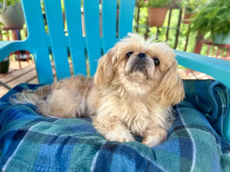 An adult small-sized female Pekingese dog named Dazzle Mar for adoption in Pacolet, SC