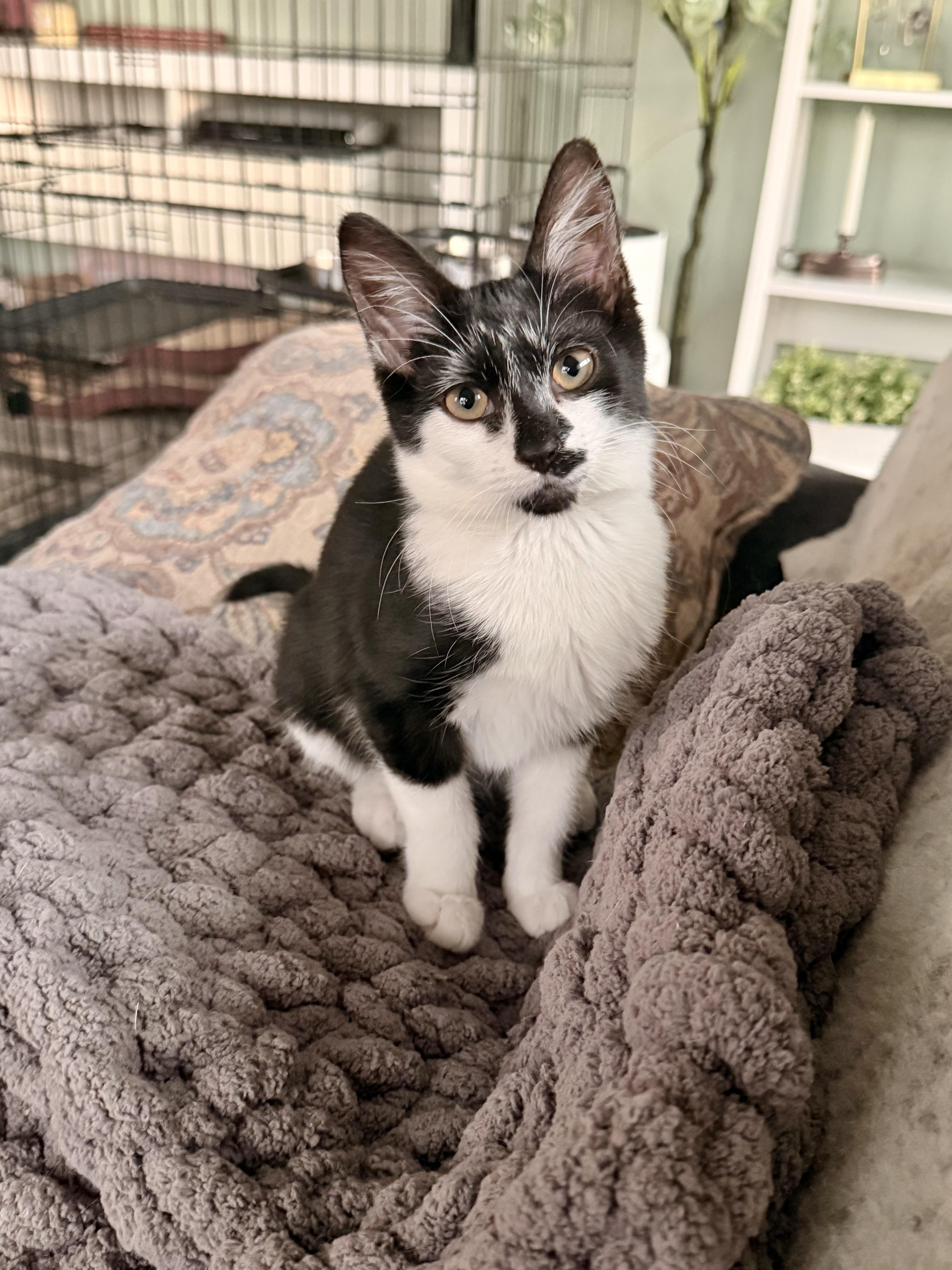 A baby small-sized male Black Domestic Short Hair cat named Gretchen Wieners for adoption in Richmond, VA