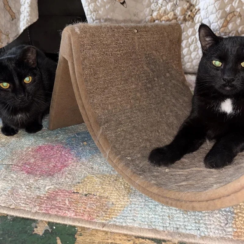 A young small-sized female Black Domestic Short Hair cat named Jellycat for adoption in Middle Village, NY