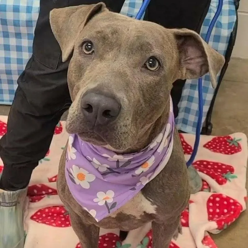 An adult medium-sized female Pit Bull Terrier dog named Kali for adoption in Enterprise, AL