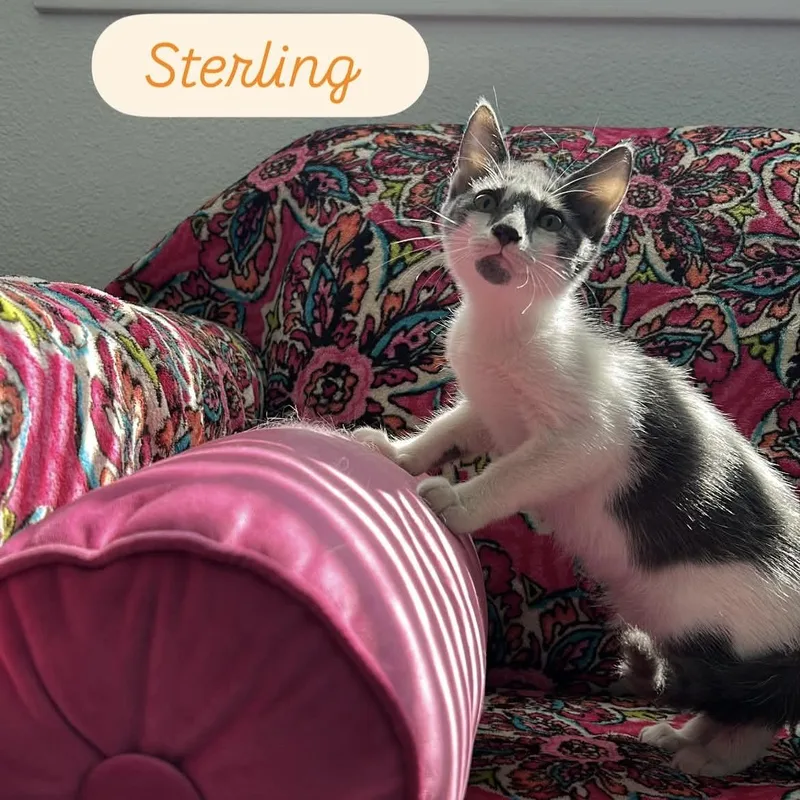A baby small-sized male Gray & White Russian Blue cat named Sterling & Stetson for adoption in Liverpool, TX