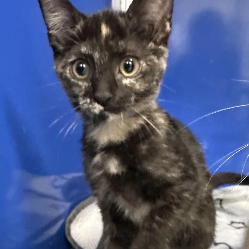 A baby small-sized female Torbie Domestic Short Hair cat named Bramble for adoption in Manassas, VA