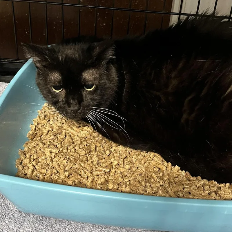 Midnight thumbnail 2