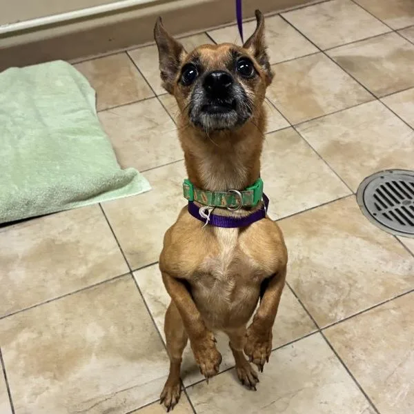 An adult small-sized male Chihuahua dog named Hot Diggity for adoption in Troutdale, OR