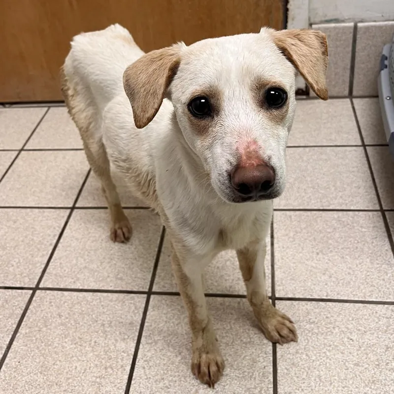 An adult small-sized male Yellow / Tan / Blond / Fawn Mixed Breed dog named Twig for adoption in Charleston, WV