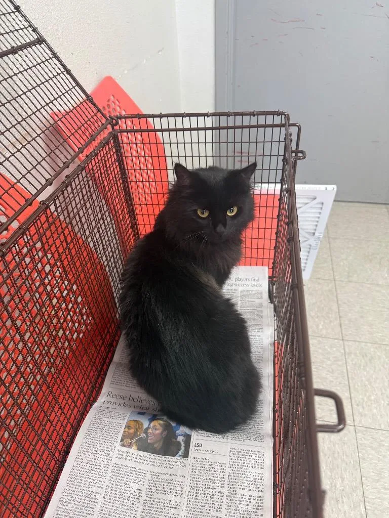 A young medium-sized female Domestic Long Hair cat named Jeanie for adoption in Sorrento, LA