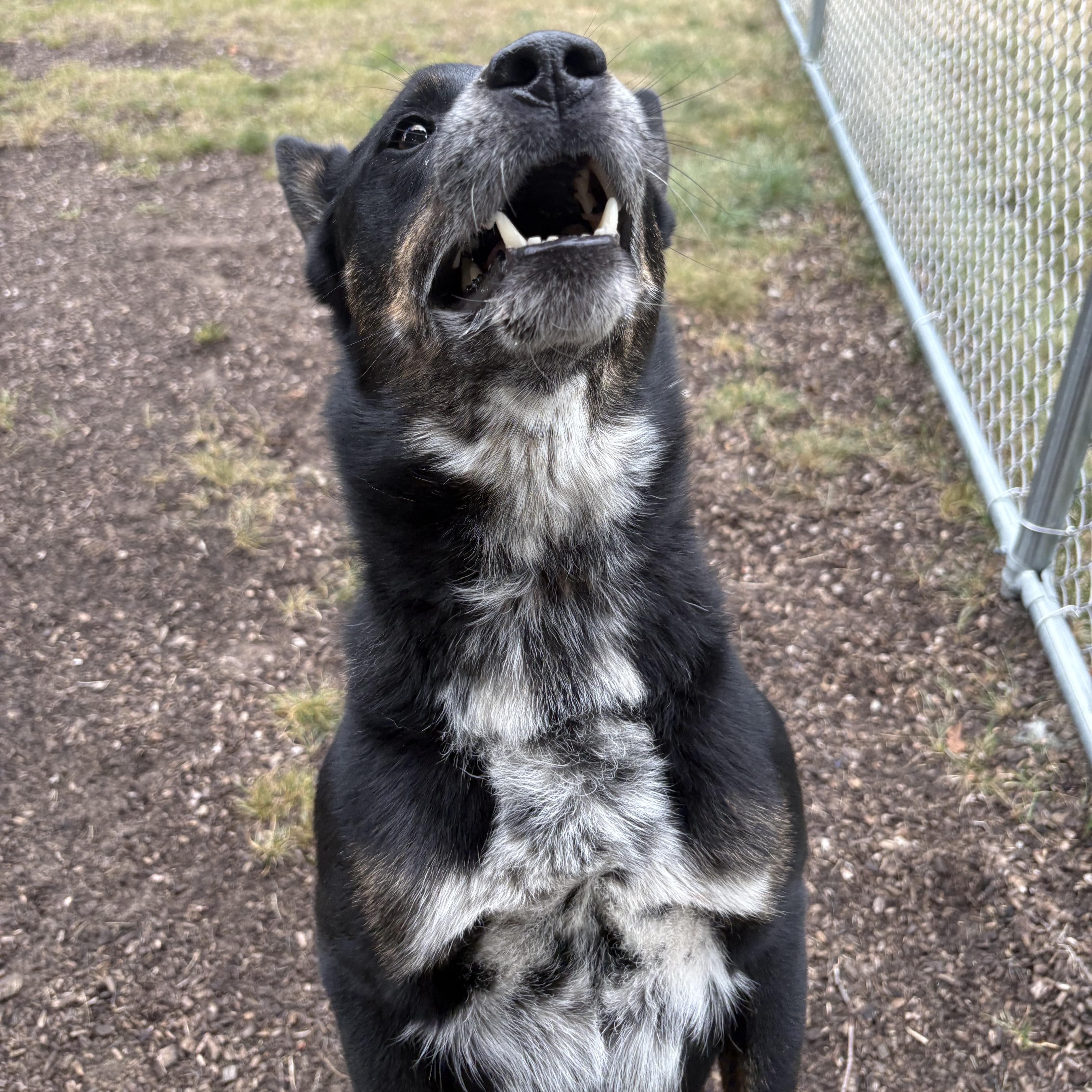 An adult medium-sized male Black Australian Cattle Dog / Blue Heeler dog named Brick for adoption in Mount Pleasant, MI