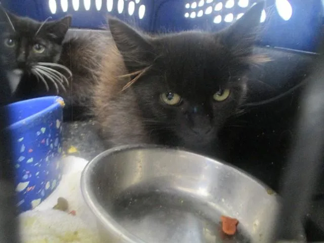 A baby small-sized male Domestic Medium Hair cat named A for adoption in Ocala, FL