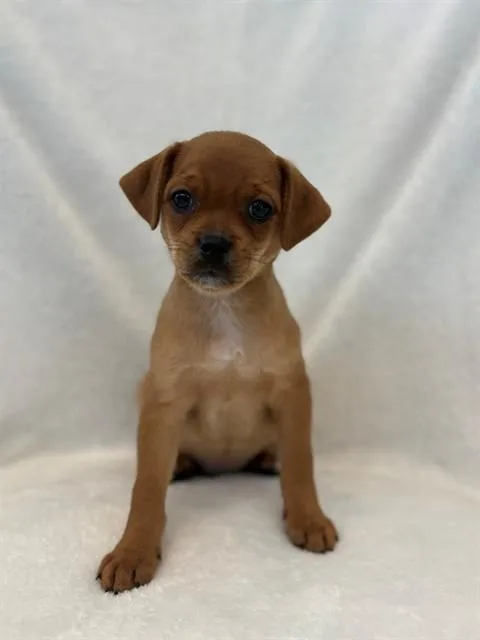 A baby small-sized male Pug dog named Pippin for adoption in Forney, TX