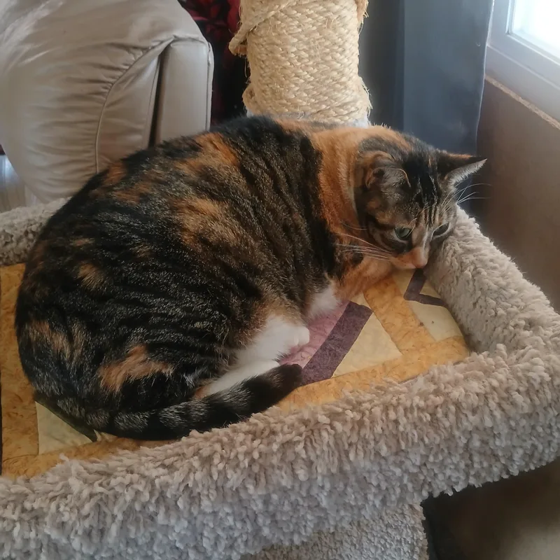 A senior extra large-sized female Domestic Short Hair cat named Joy Courtesy Listed for adoption in Midland, MI