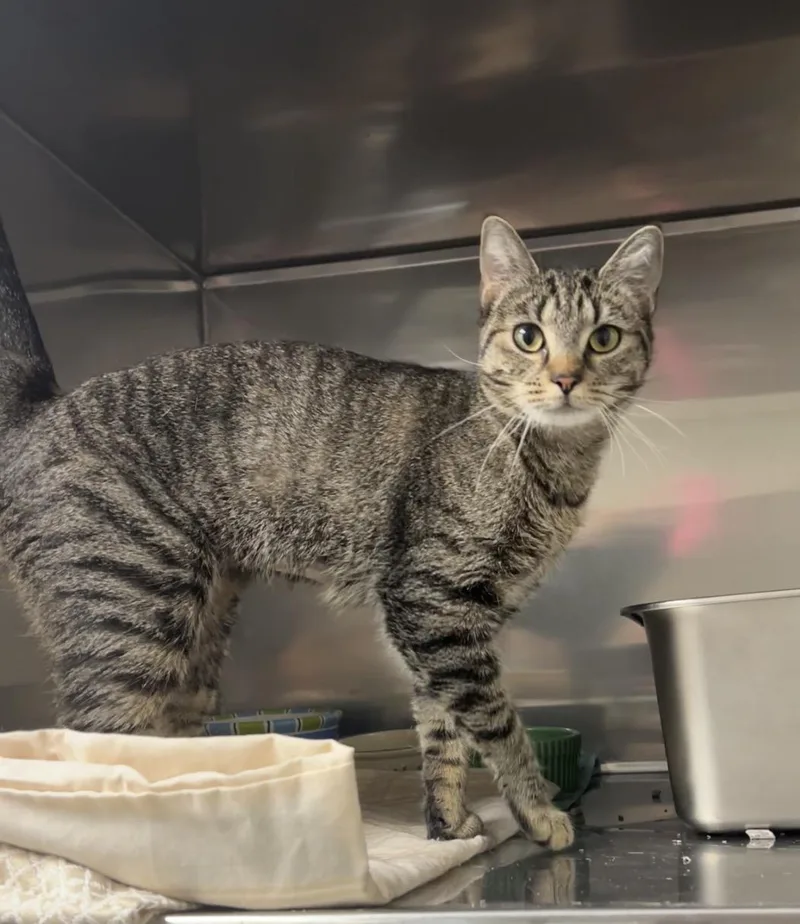 A young medium-sized female Tabby (Brown / Chocolate) Domestic Short Hair cat named Birch for adoption in Montville, NJ