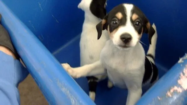 A baby medium-sized female Mixed Breed dog named Juliet for adoption in Dallas, TX