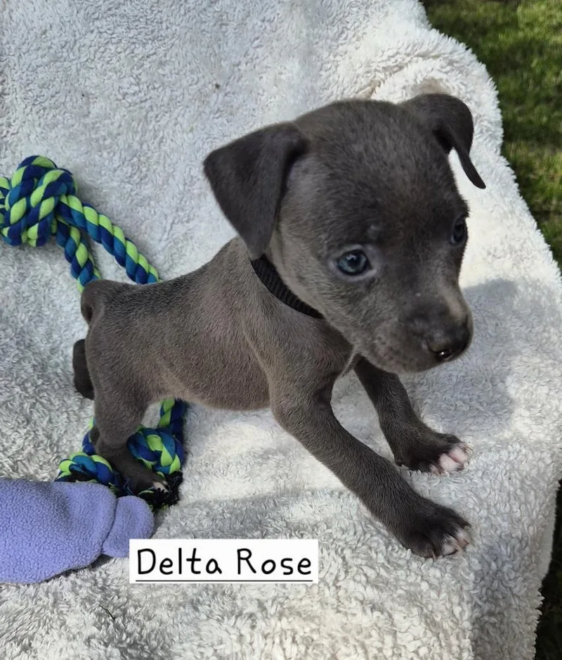 Delta Rose thumbnail 2