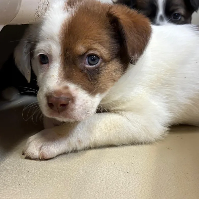 An adult medium-sized female White / Cream Australian Shepherd dog named FWT Shenzi for adoption in Midland, TX