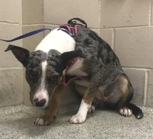 A young small-sized female Catahoula Leopard Dog dog named Malibu for adoption in Conroe, TX