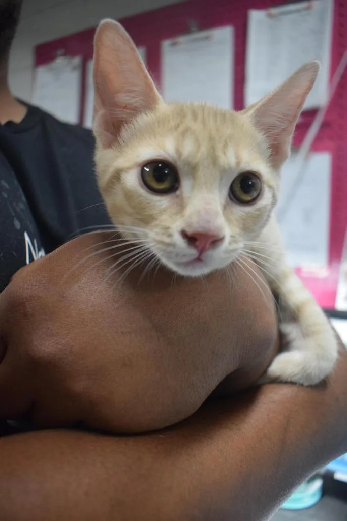 A baby small-sized female Domestic Short Hair cat named Claire for adoption in Pahrump, NV