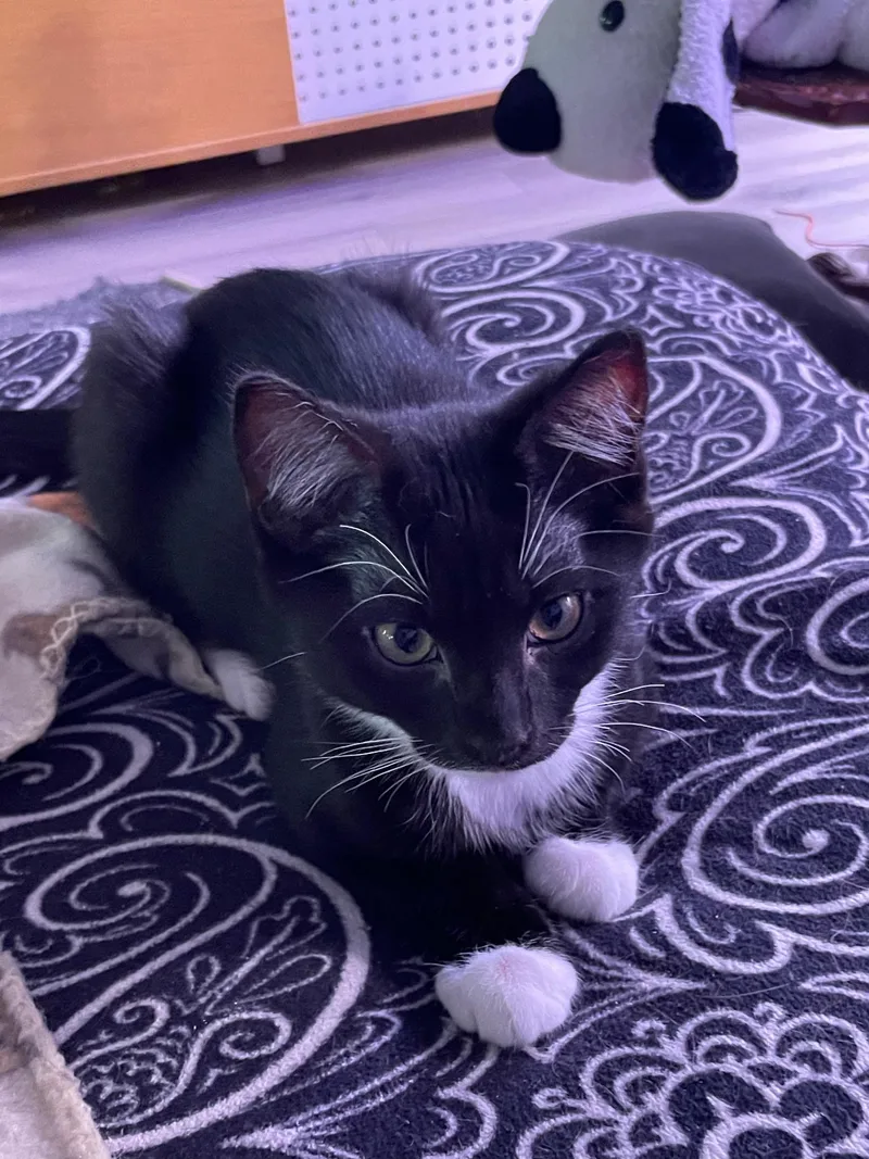 A baby medium-sized male Tuxedo cat named Amor for adoption in Linden, NJ
