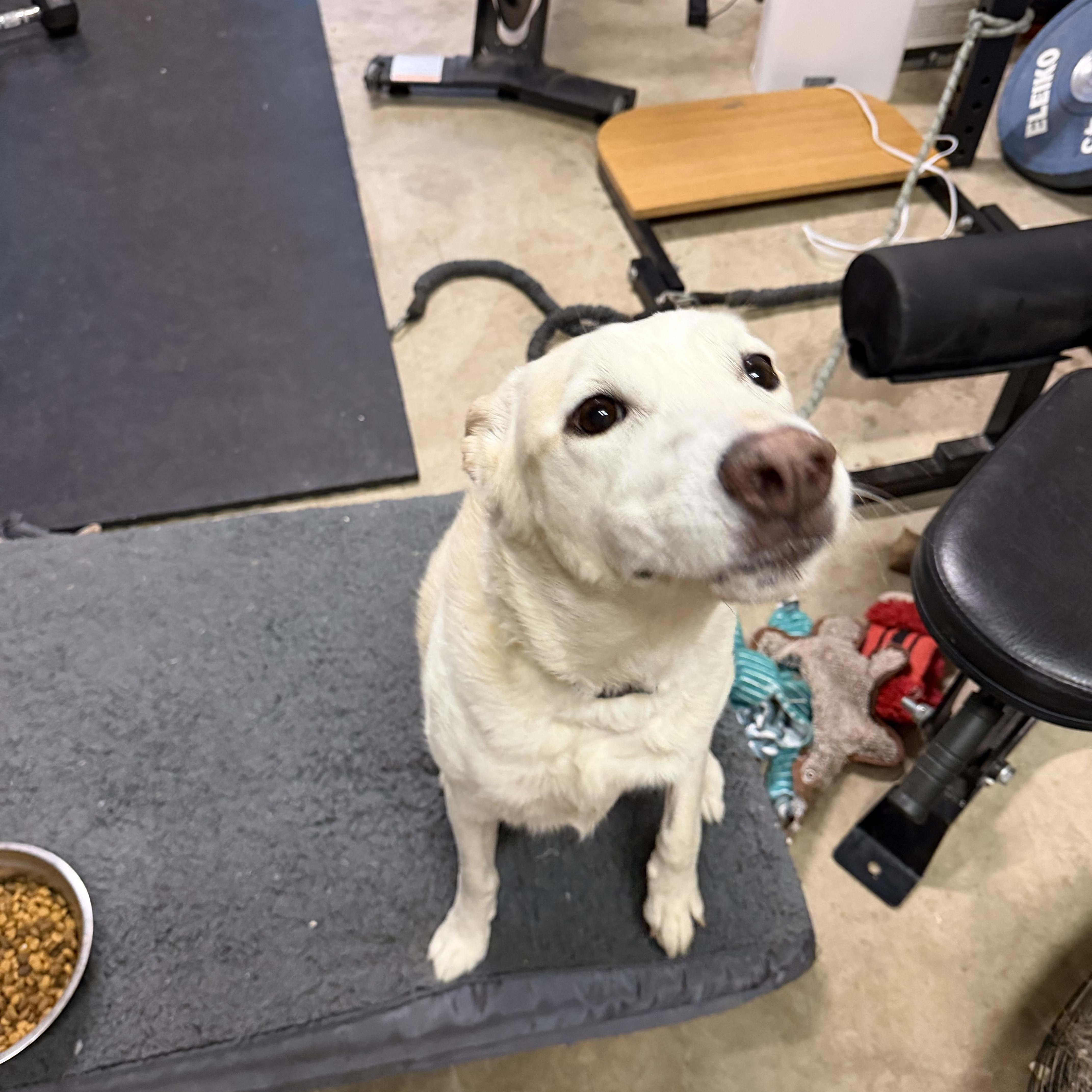 An adult medium-sized male Shepherd dog named Brian for adoption in Helotes , TX