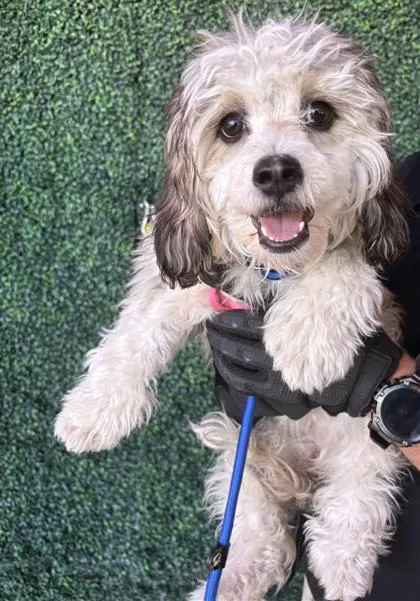 A young small-sized female Gray / Blue / Silver Miniature Poodle dog named 61585006 for adoption in El Paso, TX