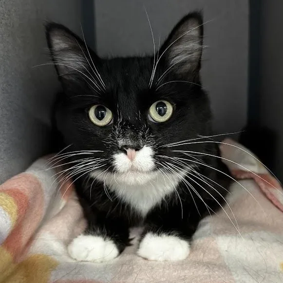 An adult medium-sized female Black & White / Tuxedo Domestic Medium Hair cat named Leanne for adoption in Waterloo, IA