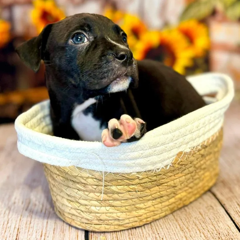 A baby small-sized male Black Mixed Breed dog named Wheezy for adoption in Wichita, KS