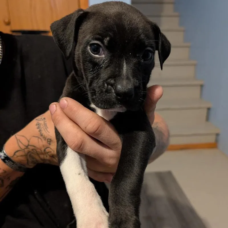 Wheezy thumbnail 2