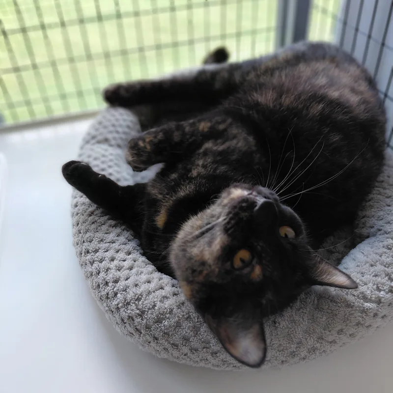 An adult medium-sized female Tortoiseshell Domestic Short Hair cat named Cinnamon for adoption in Littleton, NH