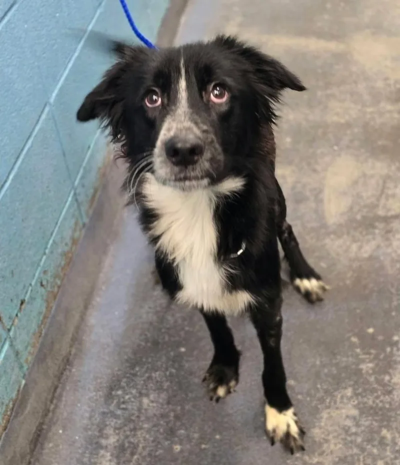 An adult medium-sized male Border Collie dog named Rocky for adoption in Sedalia, CO
