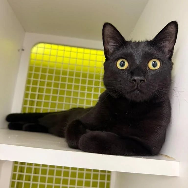 A young medium-sized female Black Domestic Short Hair cat named Midnight Blue for adoption in Middle Village, NY