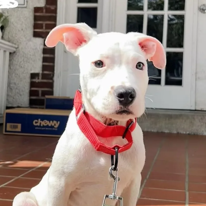 A baby medium-sized male White / Cream Pit Bull Terrier dog named Rumble for adoption in Richmond, VA