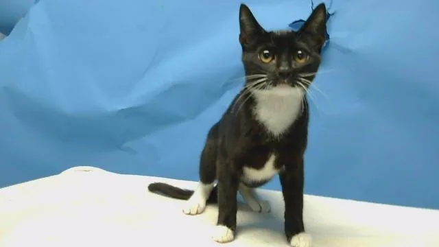 A baby small-sized female Domestic Short Hair cat named Americano for adoption in Gardena, CA