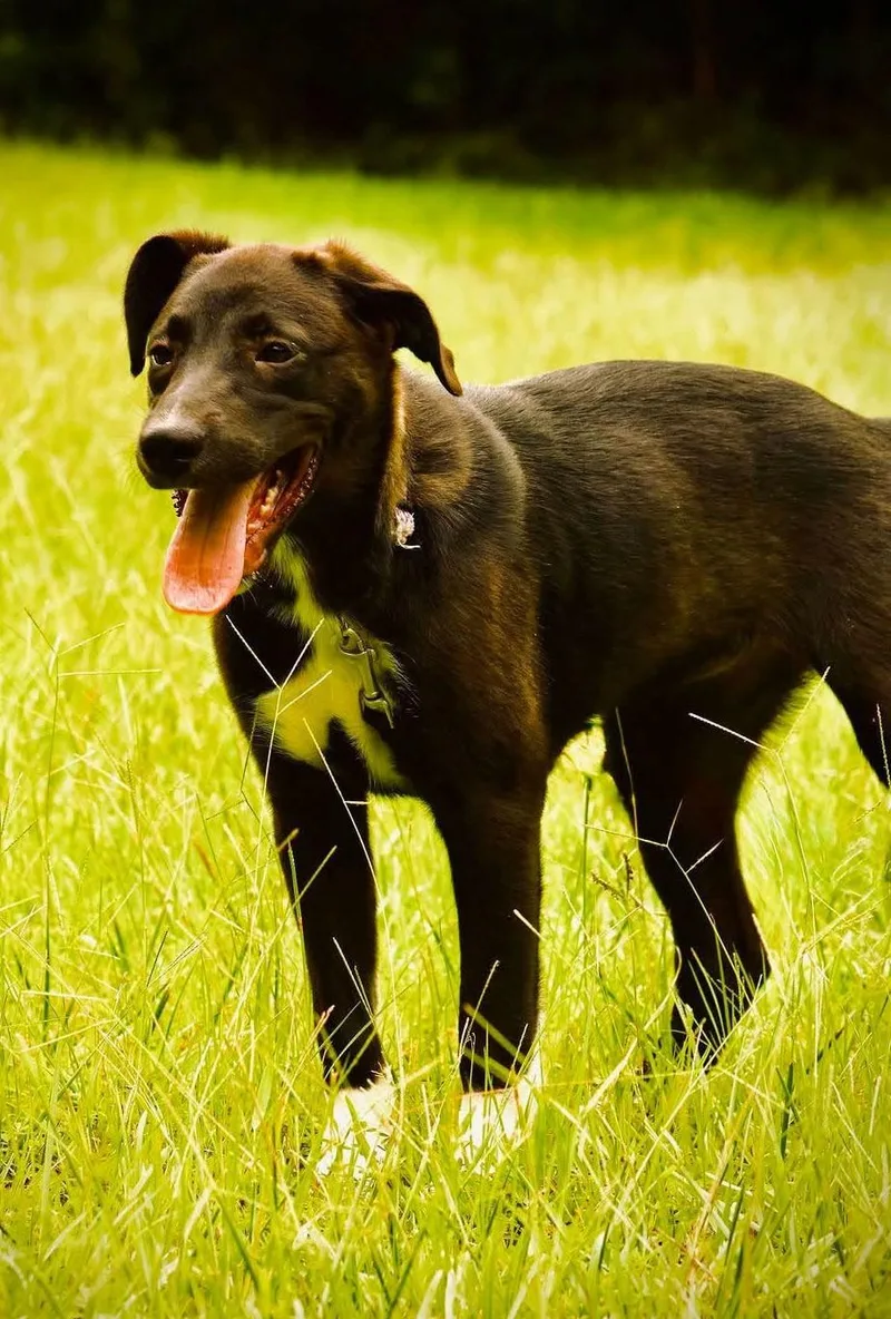 A baby medium-sized female Black Labrador Retriever dog named Flower for adoption in Covington, GA
