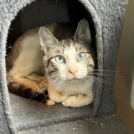 An adult medium-sized male Siamese cat named Fozzie for adoption in Gibsonia, PA