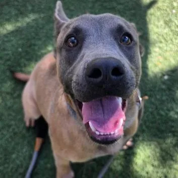 A young medium-sized male Brown / Chocolate Shepherd dog named Riley for adoption in Fort Collins, CO