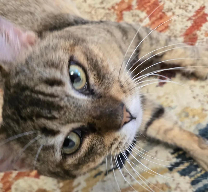 An adult large-sized male Tabby (Buff / Tan / Fawn) Tabby cat named Jerry for adoption in Milford, CT