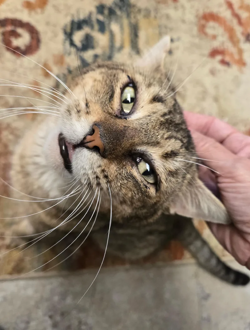 Jerry thumbnail 5