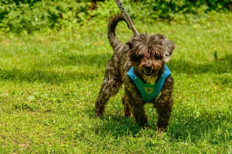 An adult medium-sized male Terrier dog named Maximillion for adoption in Brick, NJ
