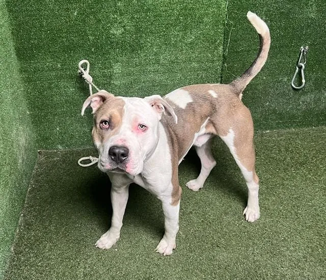 An adult large-sized male Pit Bull Terrier dog named Quavo for adoption in Lancaster, CA