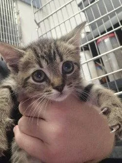 A baby small-sized male Domestic Short Hair cat named FC Blackberry Cobbler for adoption in Glen Allen, VA